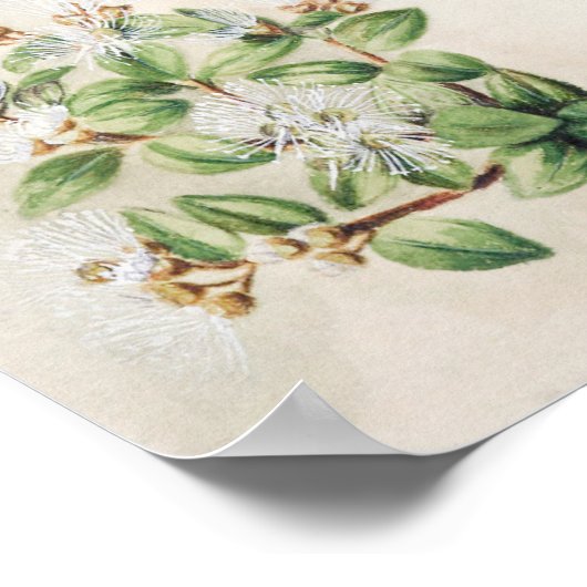 botanische illustratie poster (Hoek)