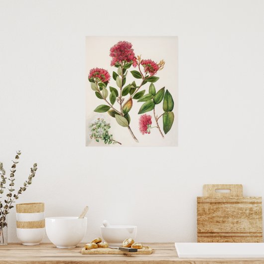 botanische illustratie poster (Keuken)