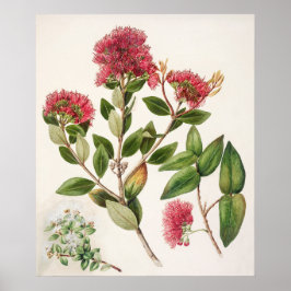  botanische illustratie poster