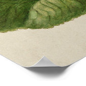  botanische illustratie poster (Hoek)