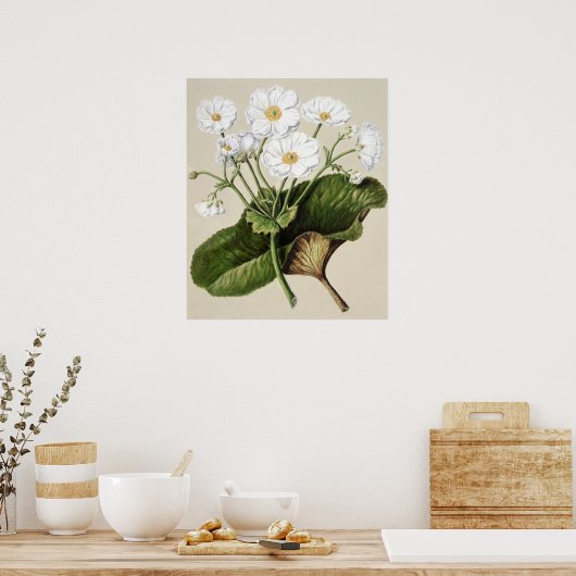 botanische illustratie poster (Keuken)