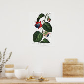  botanische illustratie poster (Keuken)