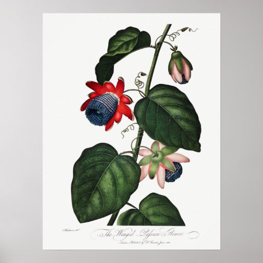  botanische illustratie poster (Voorkant)