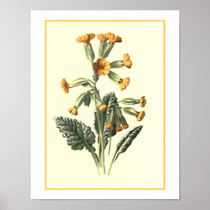Botanische illustratie poster