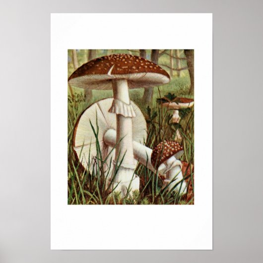 botanische illustratie poster (Voorkant)