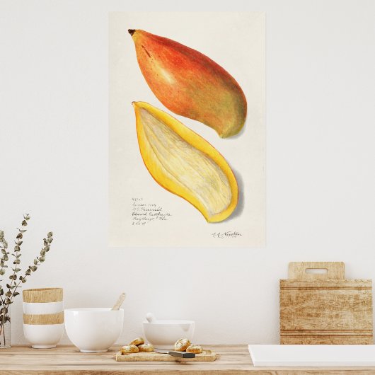 botanische illustratie poster (Keuken)