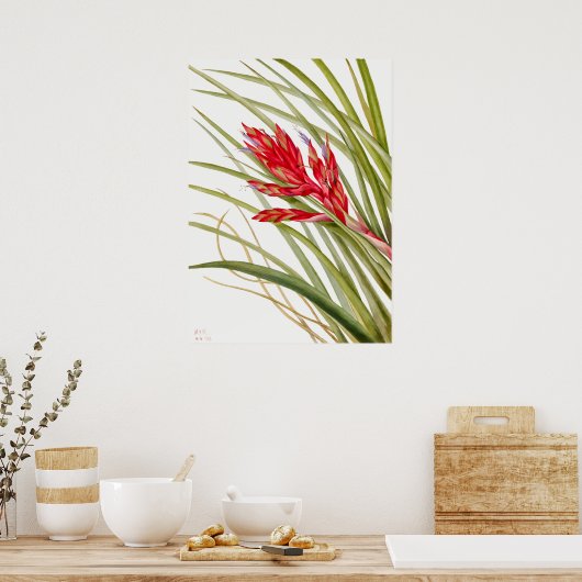 botanische illustratie poster (Keuken)