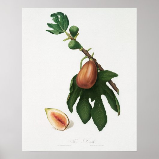 botanische illustratie poster (Voorkant)