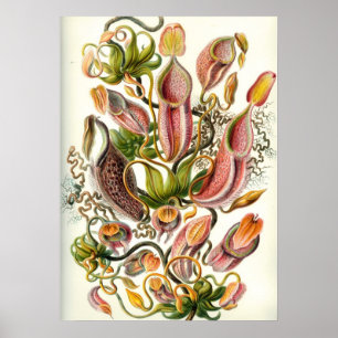  botanische illustratie poster