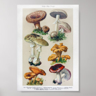botanische illustratie poster