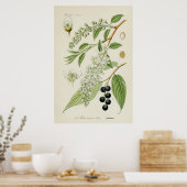 botanische illustratie poster (Keuken)