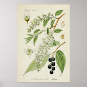  botanische illustratie poster (Voorkant)