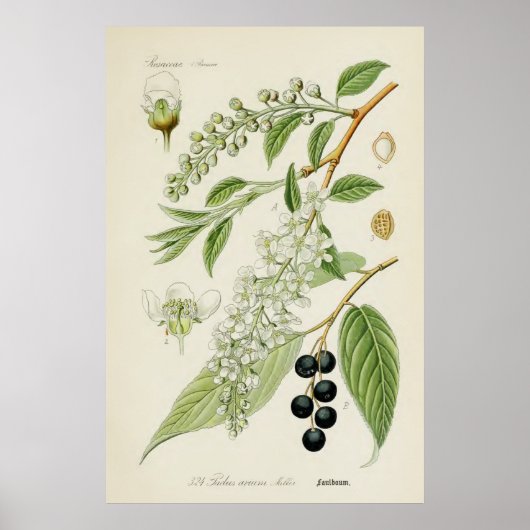 botanische illustratie poster (Voorkant)
