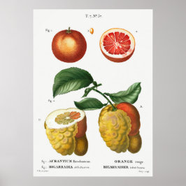  botanische illustratie poster