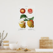 botanische illustratie poster (Keuken)