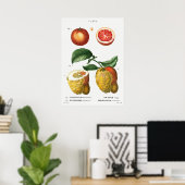 botanische illustratie poster (Thuiskantoor)