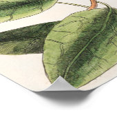  botanische illustratie poster (Hoek)