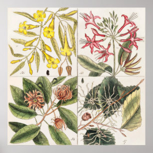 botanische illustratie poster