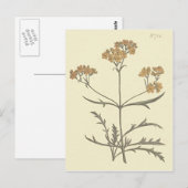 Botanische illustratie Siberische Valeriaan Briefkaart (Voorkant / Achterkant)