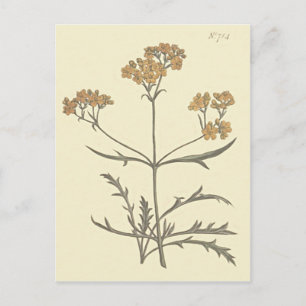Botanische illustratie Siberische Valeriaan Briefkaart