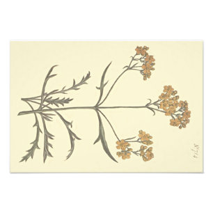 Botanische illustratie Siberische Valeriaan Foto Afdruk