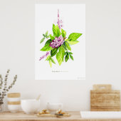 Botanische illustratie Thai Basil Poster (Keuken)