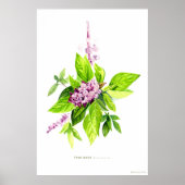 Botanische illustratie Thai Basil Poster (Voorkant)