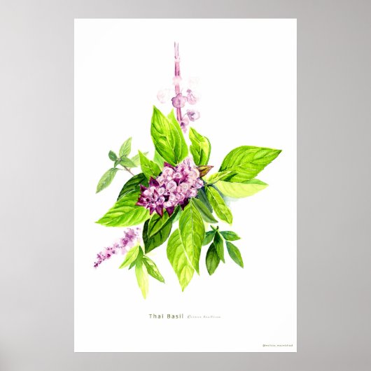 Botanische illustratie Thai Basil Poster (Voorkant)