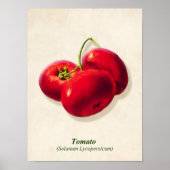  Botanische illustratie, tomaten Poster (Voorkant)