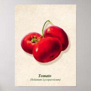  Botanische illustratie, tomaten Poster