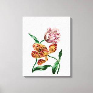 Botanische illustratie  Tulp Canvas Afdruk