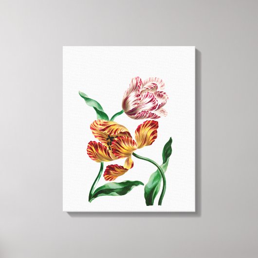 Botanische illustratie  Tulp Canvas Afdruk (Voorkant)