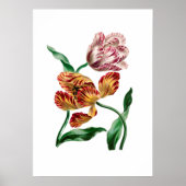 Botanische illustratie  Tulp Poster (Voorkant)