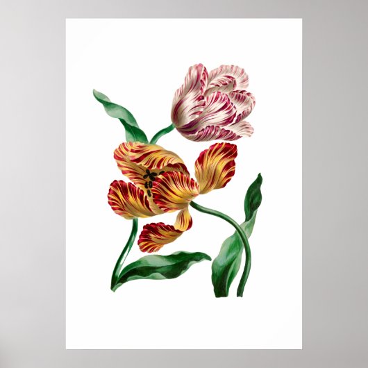 Botanische illustratie Tulp Poster (Voorkant)