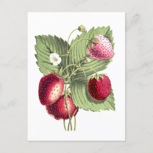 botanische illustratie van aardbei briefkaart