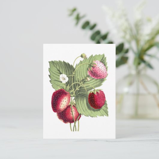 botanische illustratie van aardbei briefkaart (Staand voorkant)