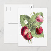  botanische illustratie van aardbei briefkaart (Voorkant / Achterkant)