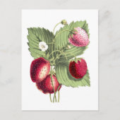  botanische illustratie van aardbei briefkaart (Voorkant)