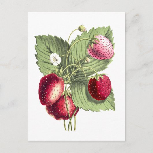  botanische illustratie van aardbei briefkaart (Voorkant)