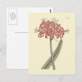 Botanische illustratie van Amaryllis met glaucous  Briefkaart (Voorkant / Achterkant)