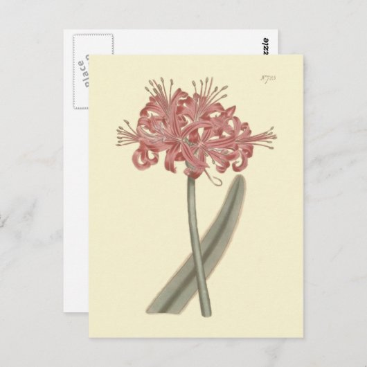 Botanische illustratie van Amaryllis met glaucous  Briefkaart (Voorkant / Achterkant)