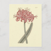 Botanische illustratie van Amaryllis met glaucous  Briefkaart (Voorkant)