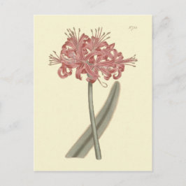Botanische illustratie van Amaryllis met glaucous  Briefkaart