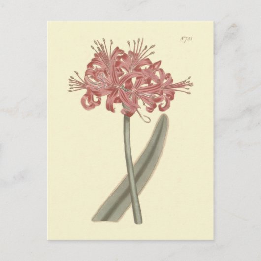 Botanische illustratie van Amaryllis met glaucous  Briefkaart (Voorkant)