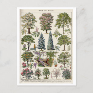 botanische illustratie van bomen briefkaart