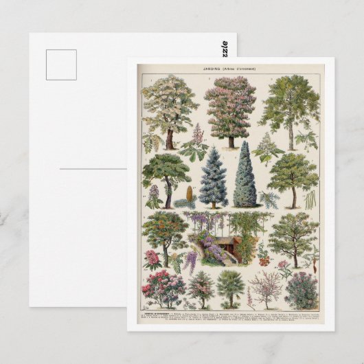  botanische illustratie van bomen briefkaart (Voorkant / Achterkant)