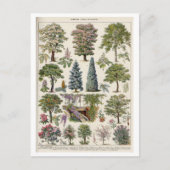  botanische illustratie van bomen briefkaart (Voorkant)