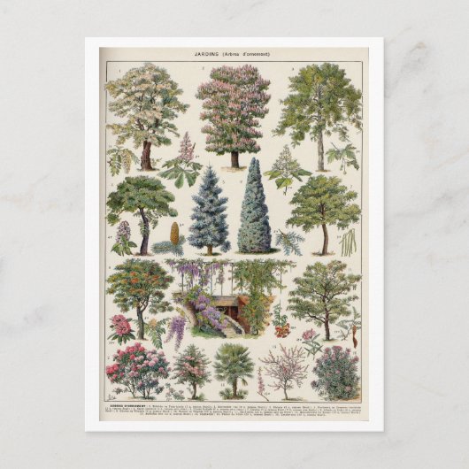  botanische illustratie van bomen briefkaart (Voorkant)