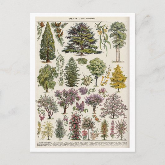  botanische illustratie van bomen briefkaart (Voorkant)