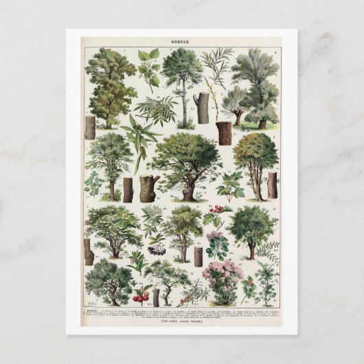  botanische illustratie van bomen briefkaart (Voorkant)